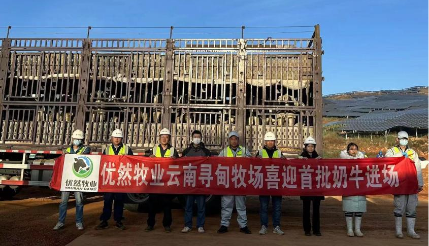 云南寻甸优然牧业示范牧场正式进牛.png