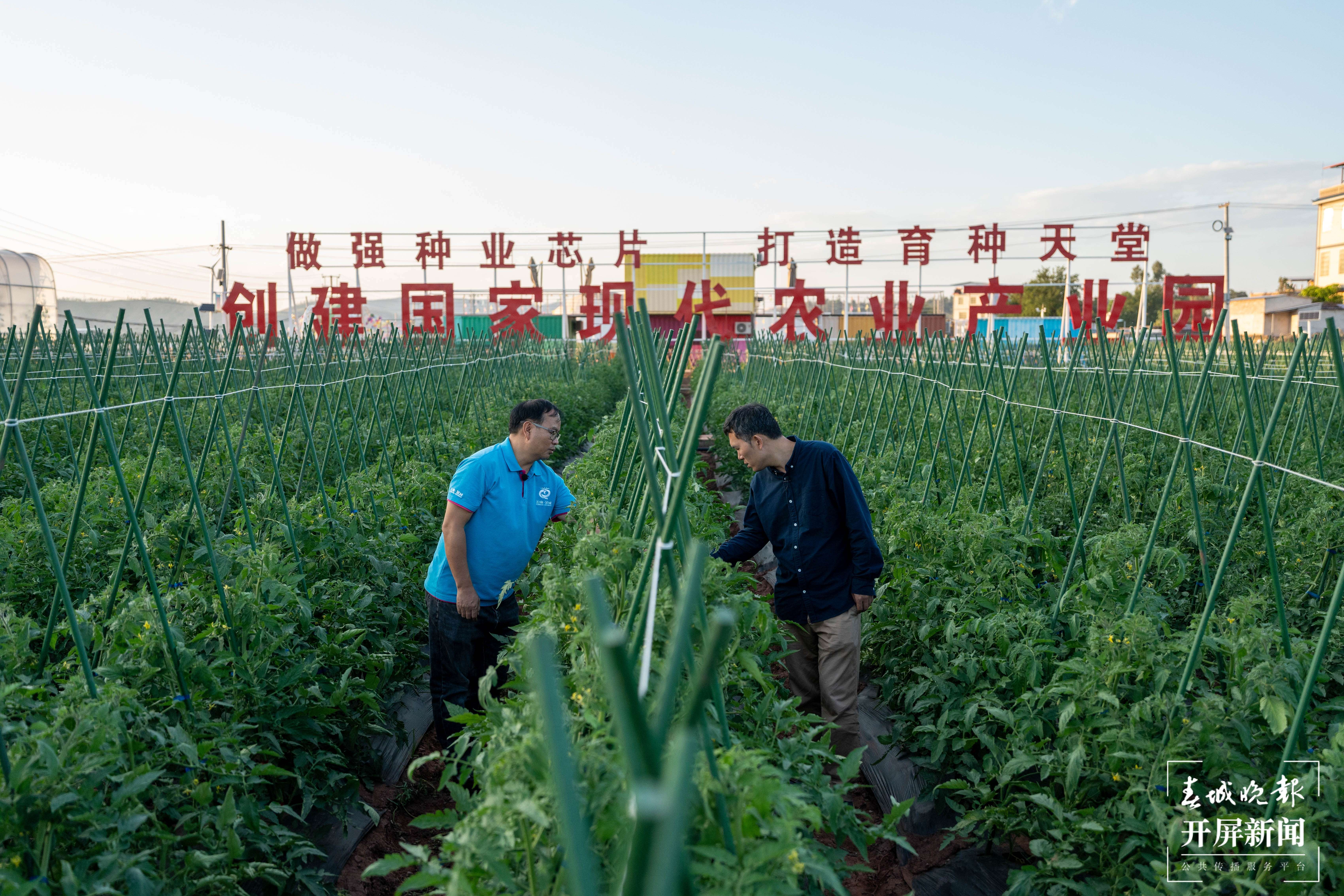 云南这座小县城，“种”出了未来