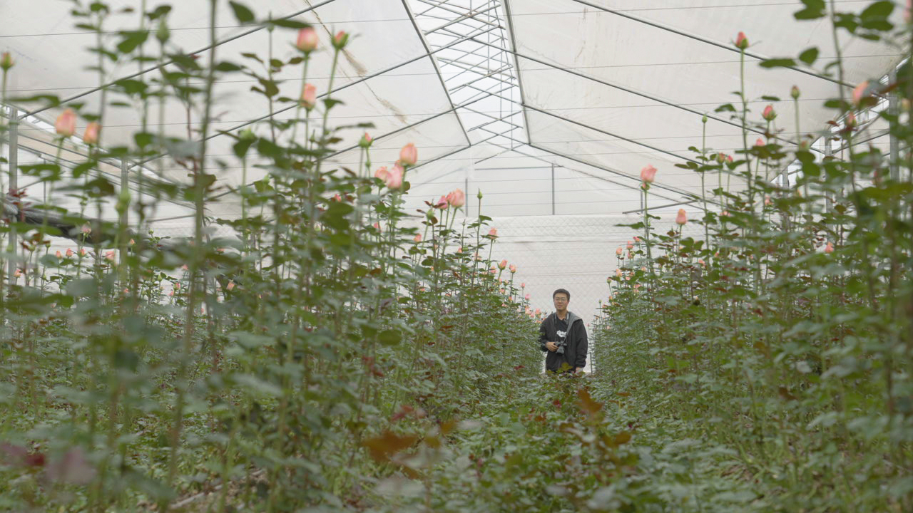 2022年与朋友一起在玉溪种植鲜切花.jpg