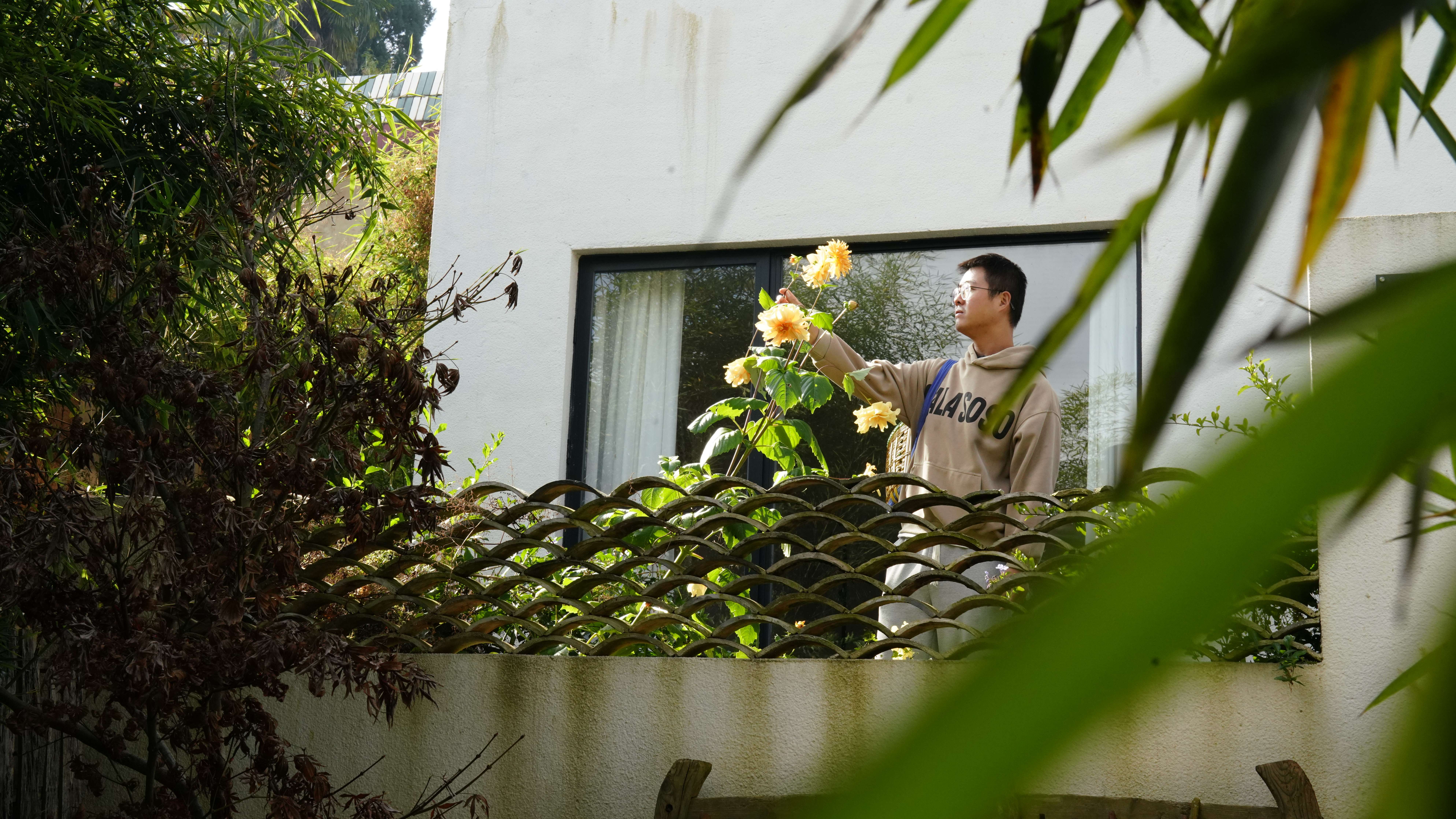 院子内野蛮生长的大丽花深受仲夏喜爱.JPG