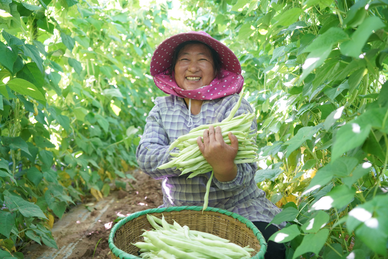 群众采摘冬早蔬菜2023年11月27日刘子安摄 (2).JPG