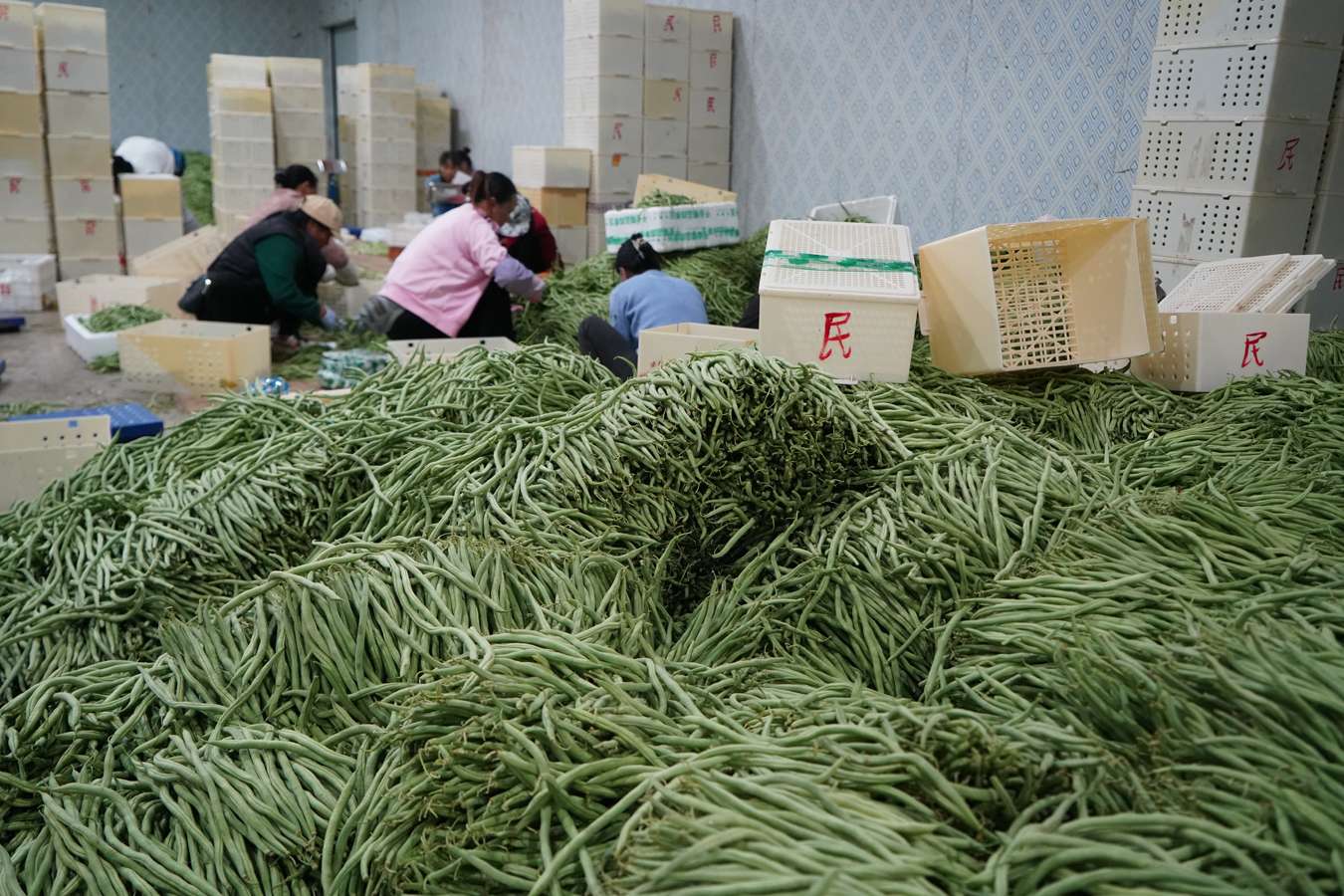 群众在冻库分拣包装冬早蔬菜2023年11月27日刘子安摄 (1).JPG