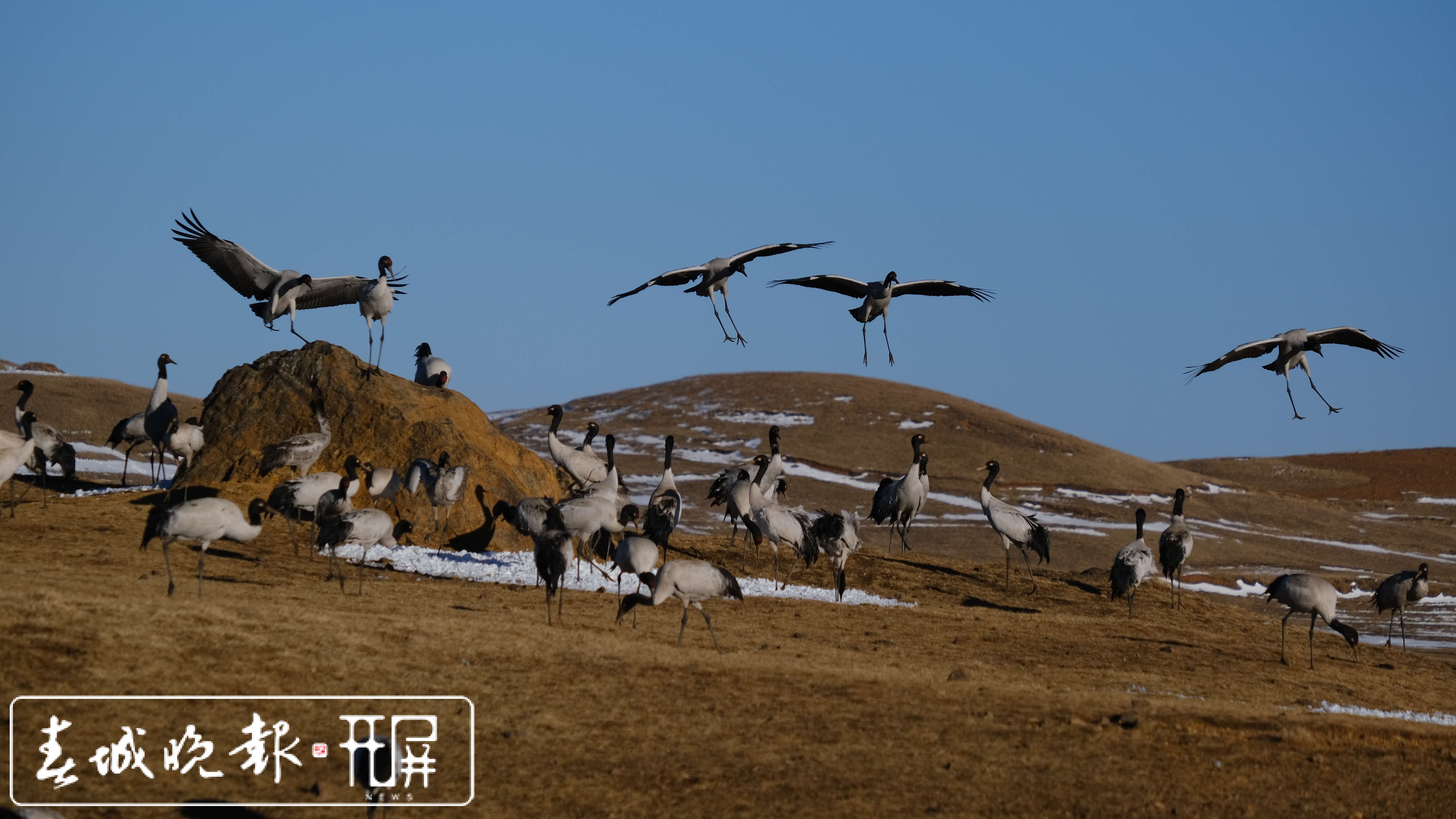 鲁甸转山包湿地黑颈鹤3.jpg