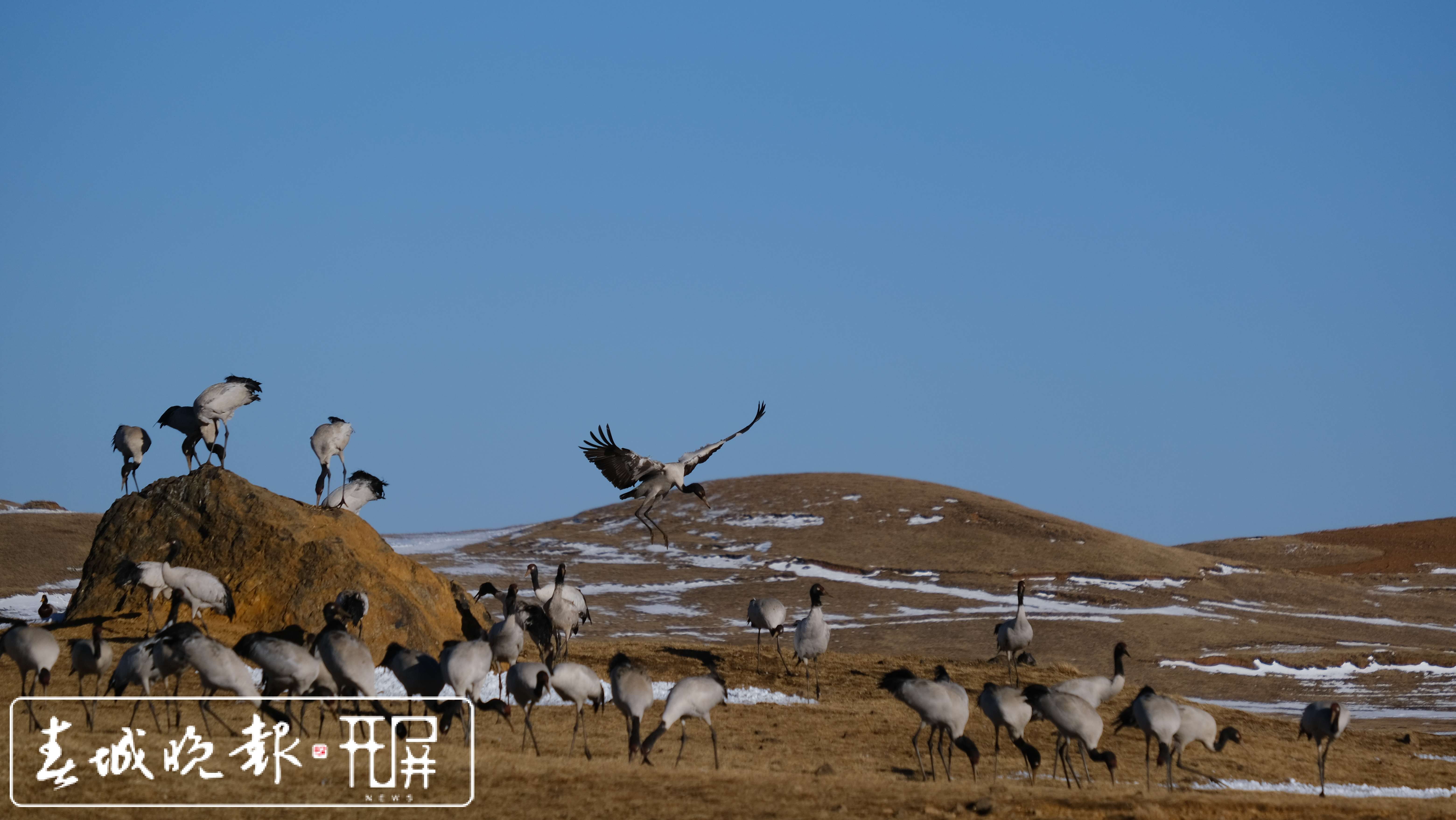 鲁甸转山包湿地黑颈鹤1.jpg