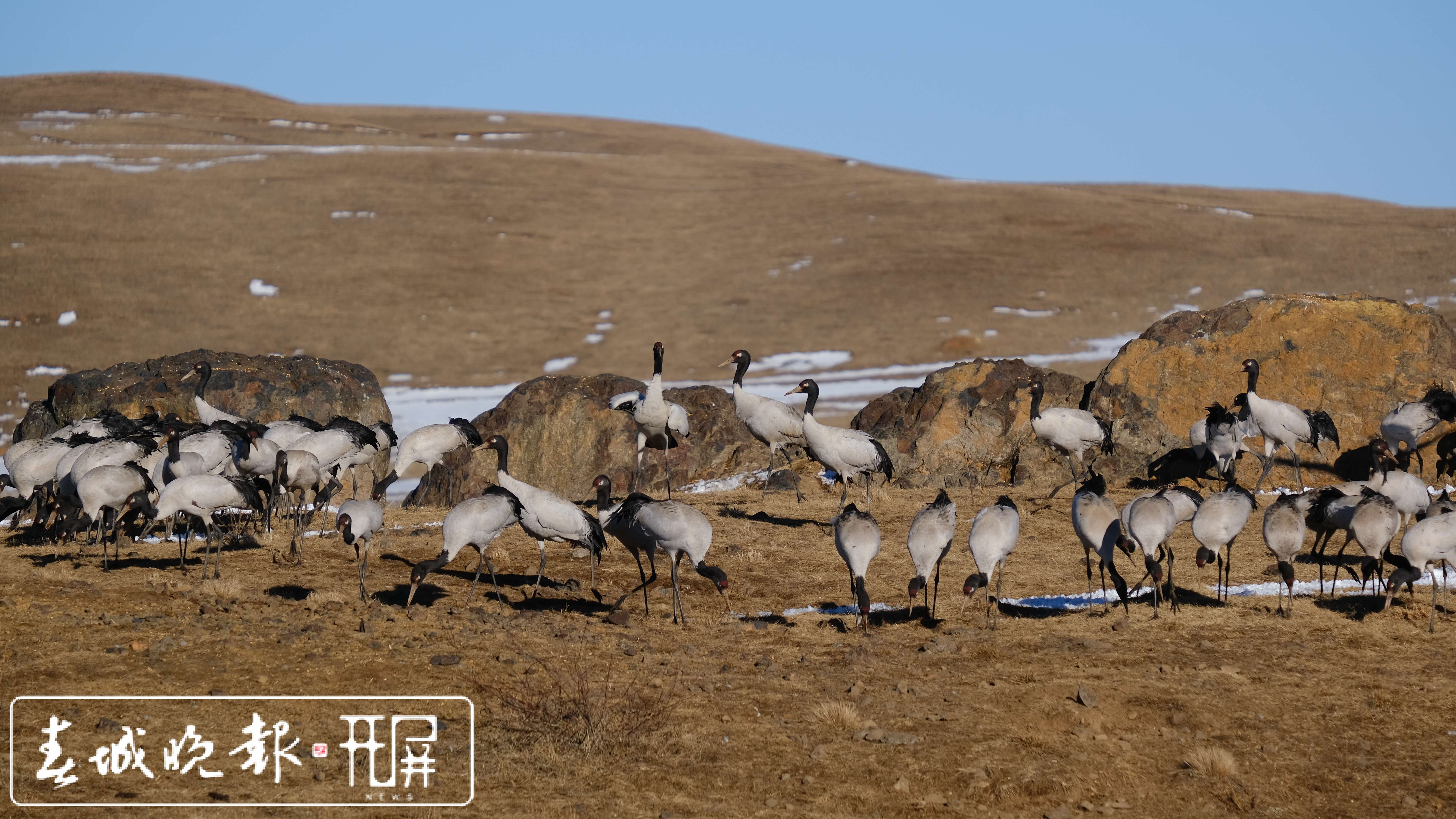 鲁甸转山包湿地黑颈鹤2.jpg