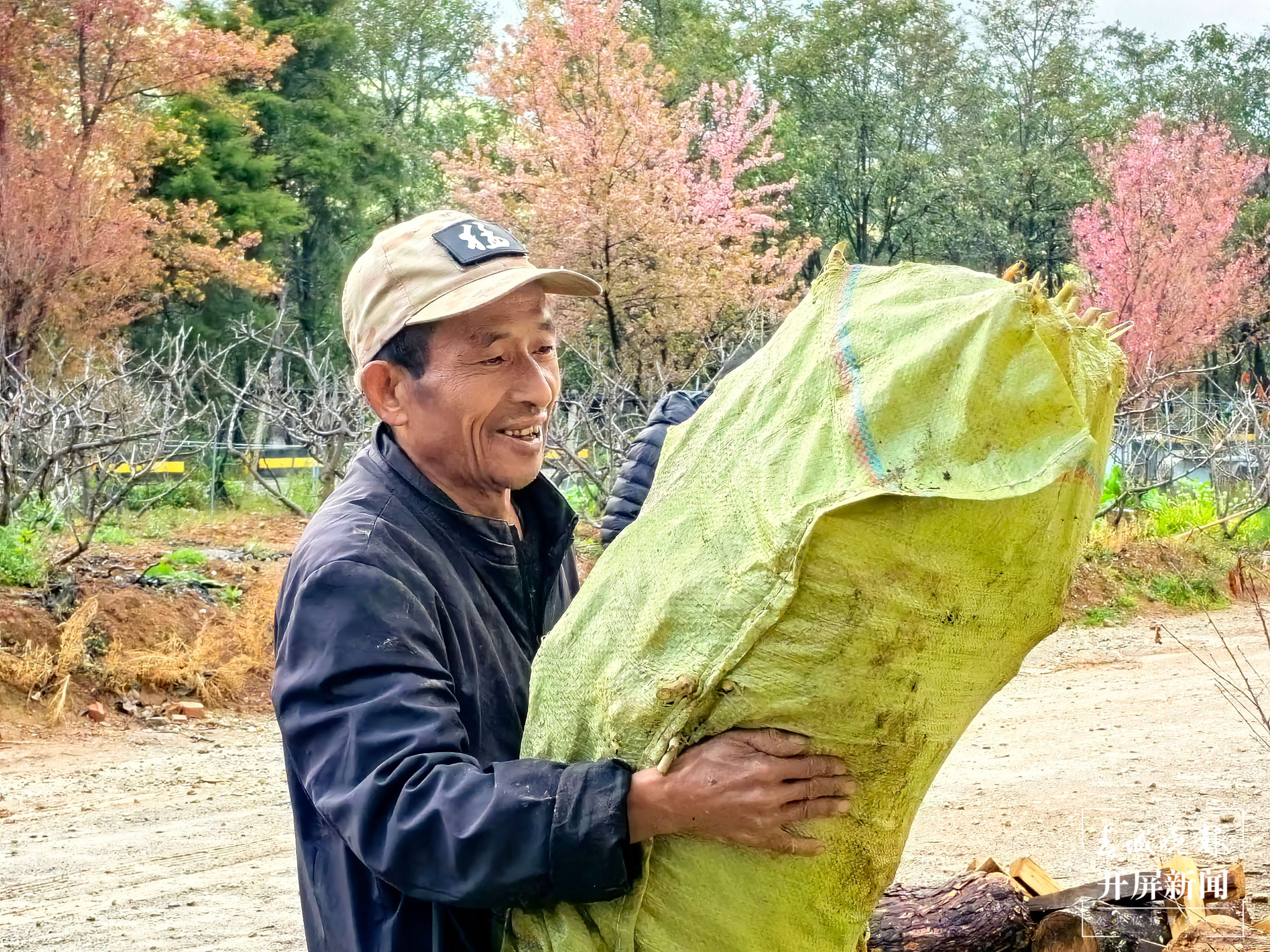 （采访传编辑）从浙江采购7万株桑苗！大理祥云蚕桑产业持续稳定发展 (1).jpg