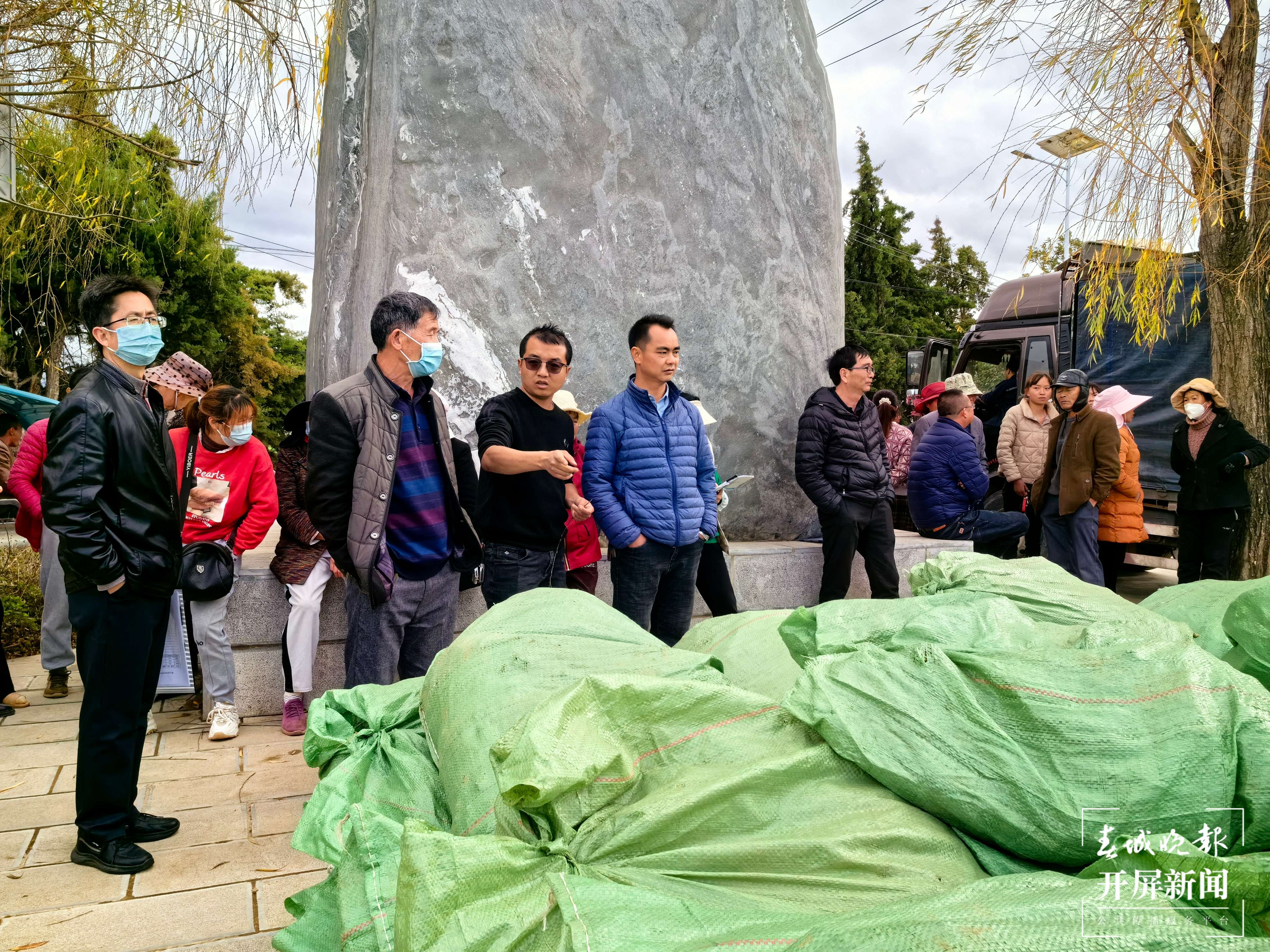 （采访传编辑）从浙江采购7万株桑苗！大理祥云蚕桑产业持续稳定发展 (3).jpg