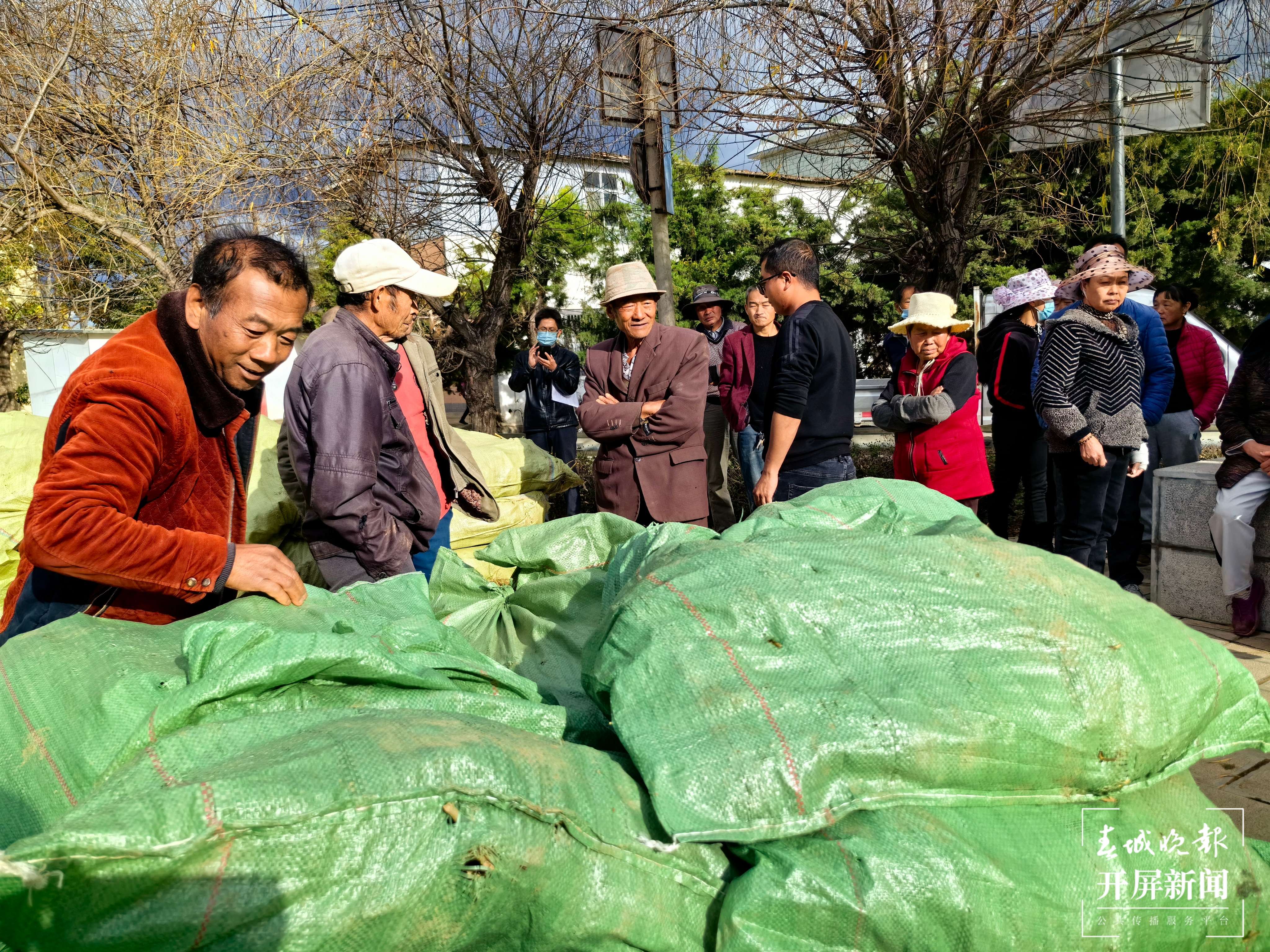 （采访传编辑）从浙江采购7万株桑苗！大理祥云蚕桑产业持续稳定发展 (7).jpg