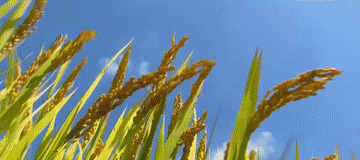 微视频1.gif