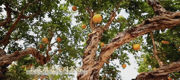 微视频6.gif