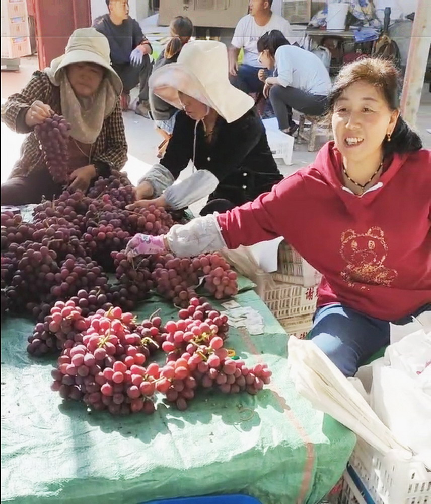 （采访传编辑）有一种叫云南的生活  大理宾川：错季葡萄成“新宠”，农民增收有盼头 (2).jpg