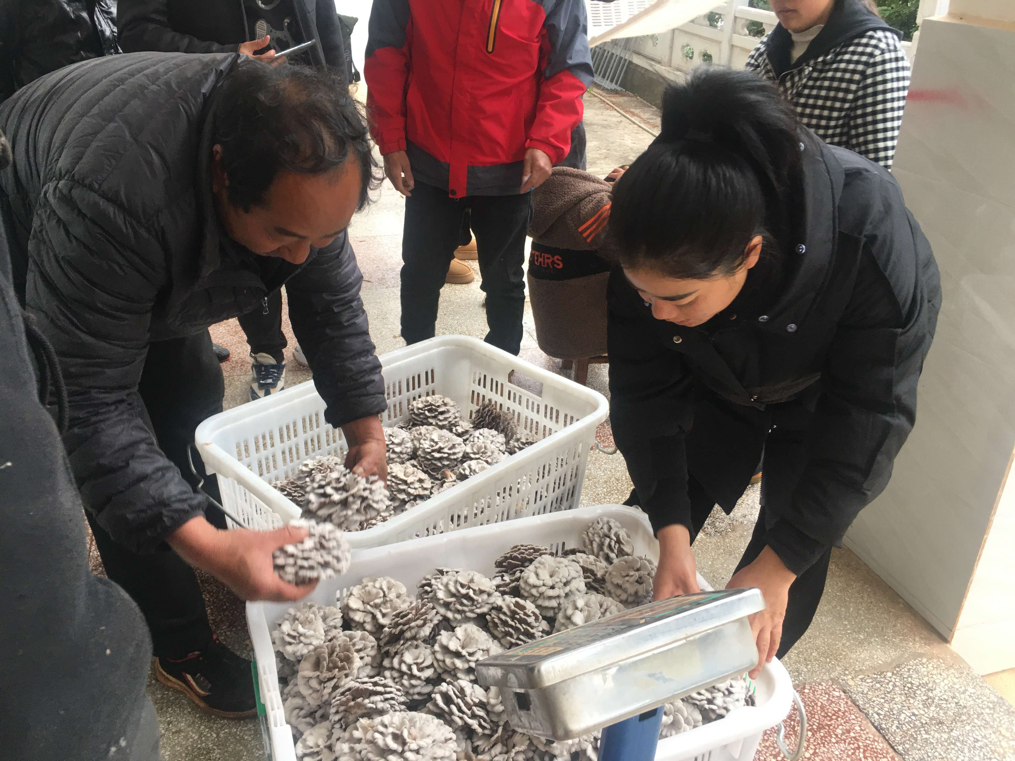 玉溪通海白参菌寒冬绽放 (2).jpg