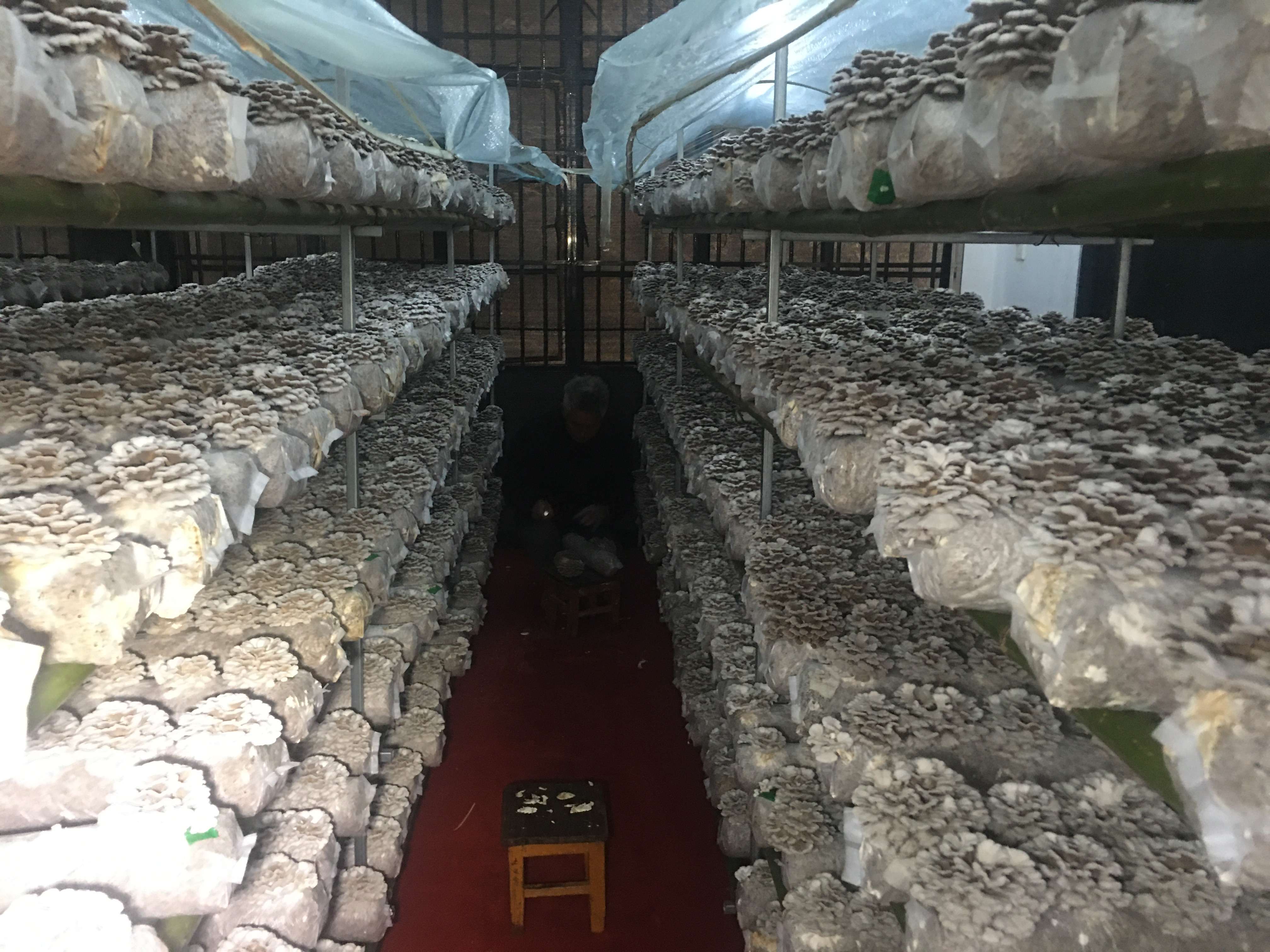 玉溪通海白参菌寒冬绽放 (3).jpg