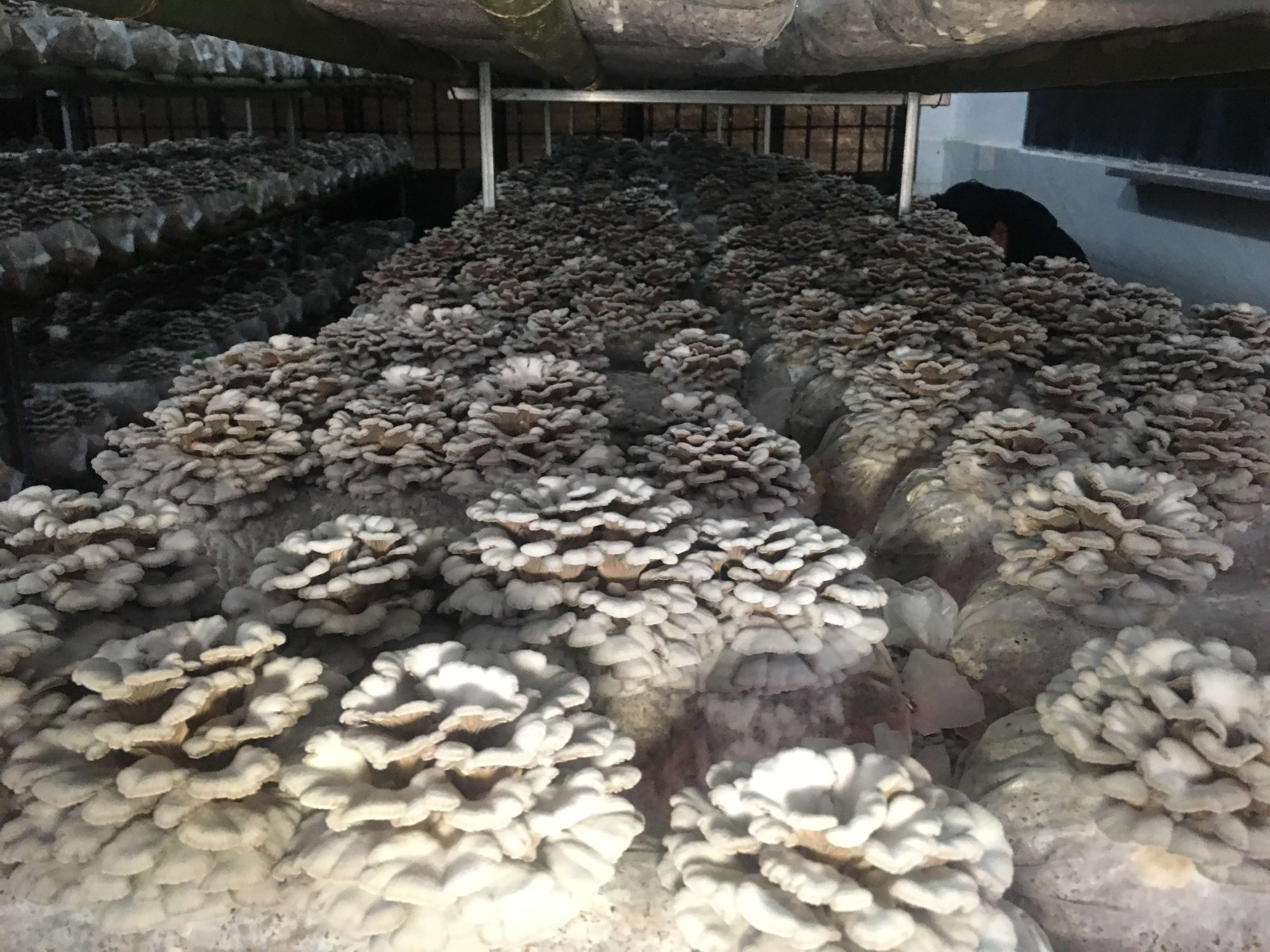 玉溪通海白参菌寒冬绽放 (4).jpg