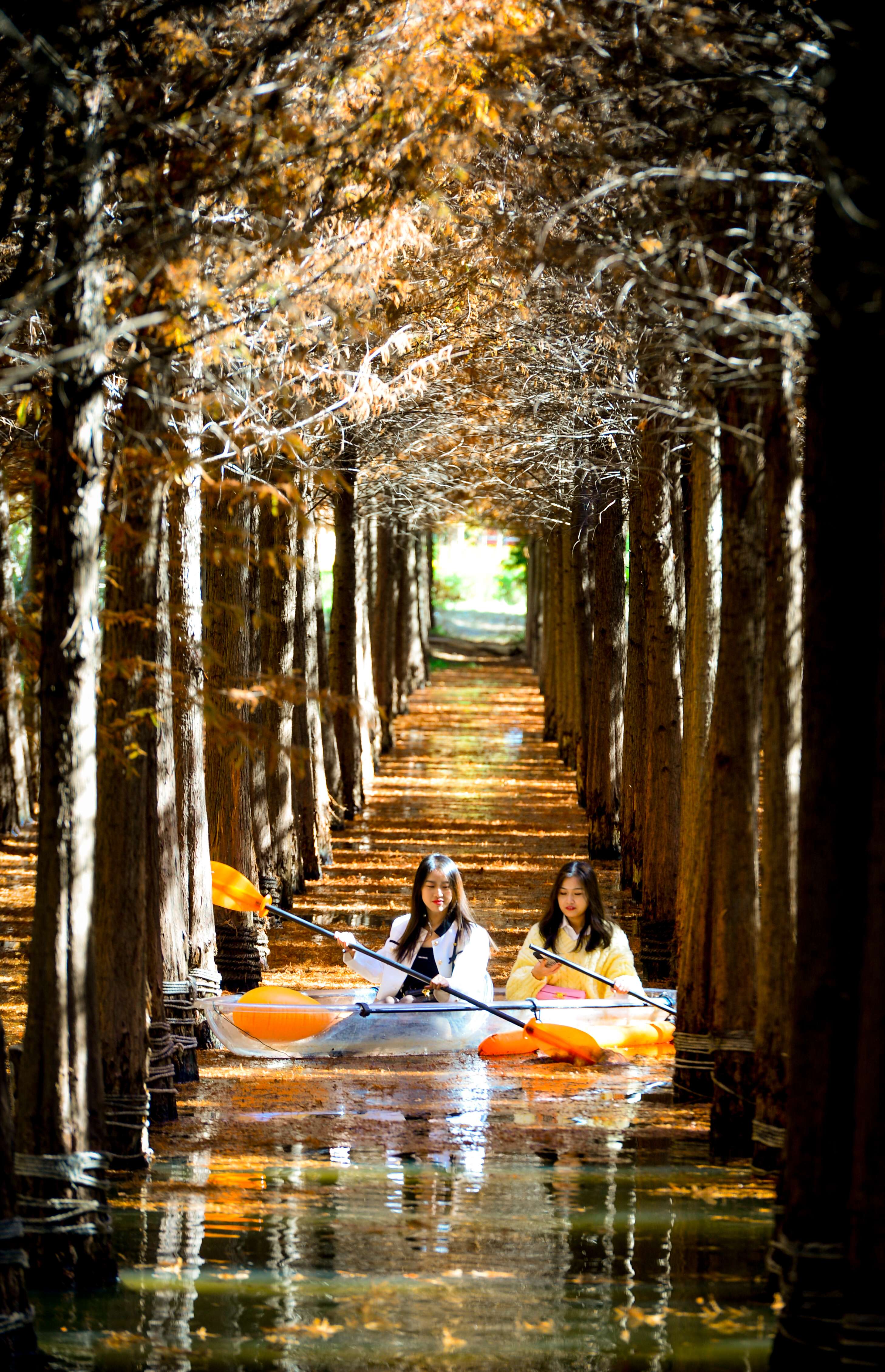 海洪湿地水杉.jpg
