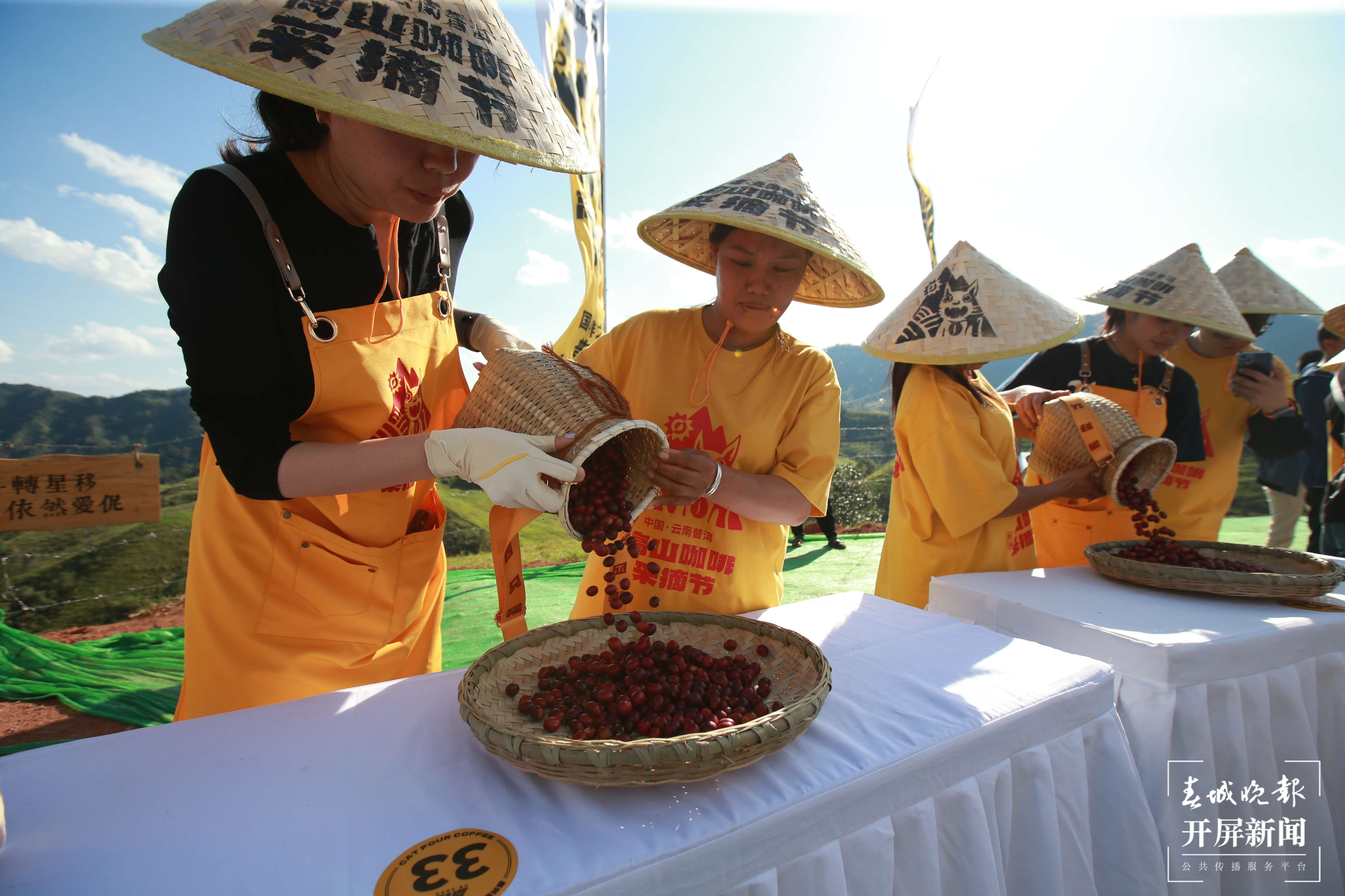 普洱咖啡进入采摘季，发布新品“茶拿铁”！2.jpg