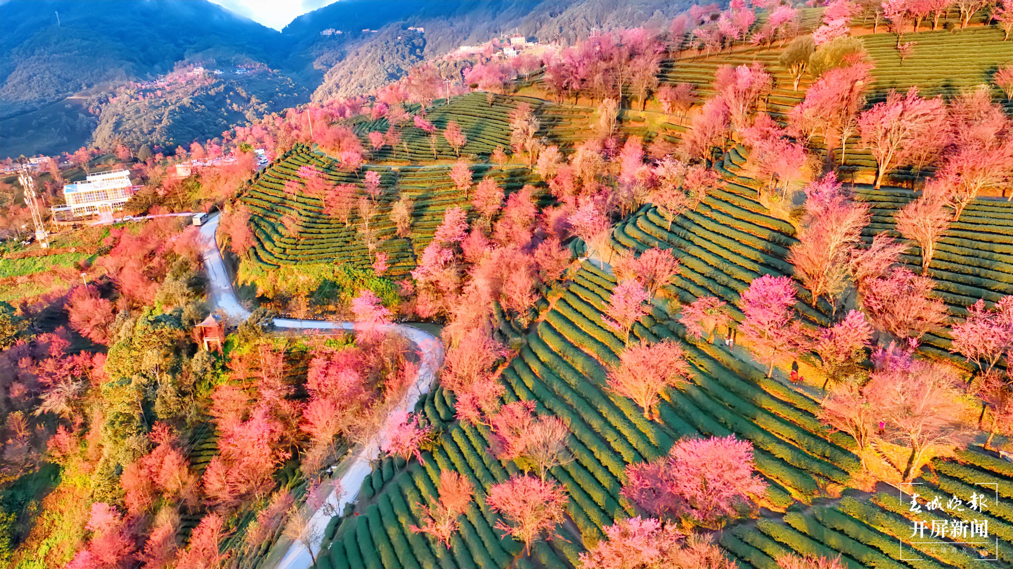 樱花开啦！快来南涧无量山看花 （通讯员 董孟良 摄）