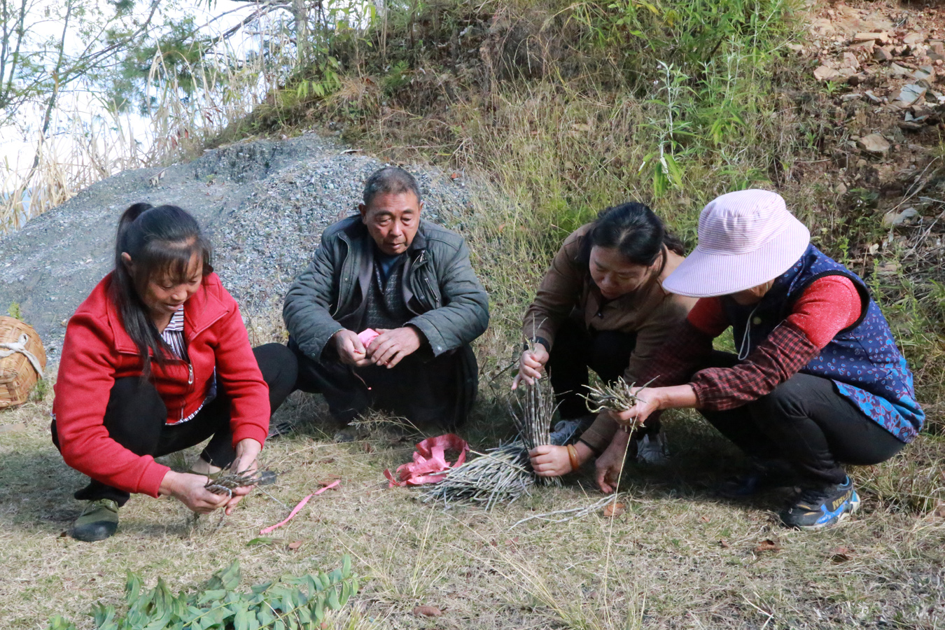石斛鲜条分级.JPG