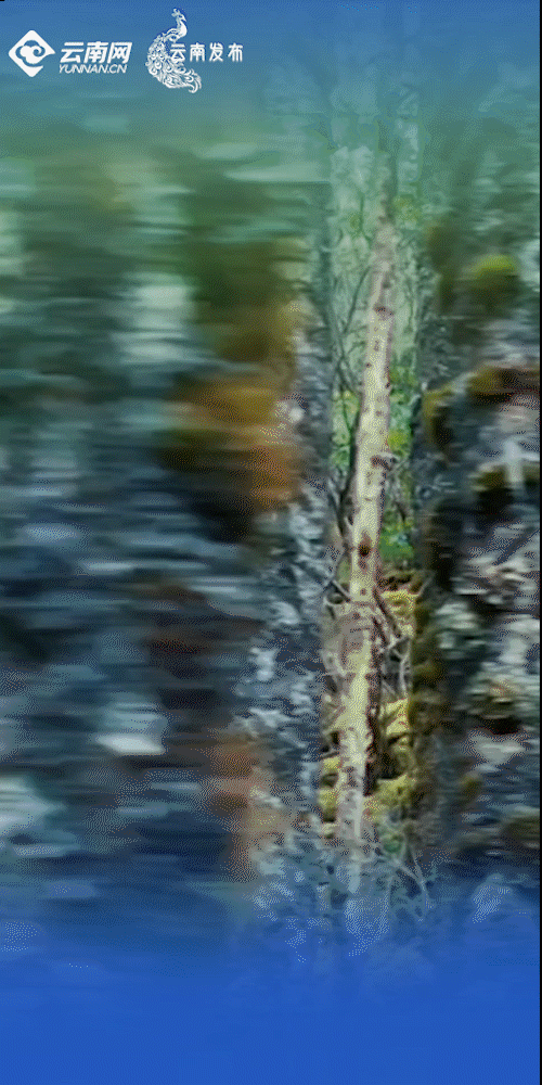 6.gif