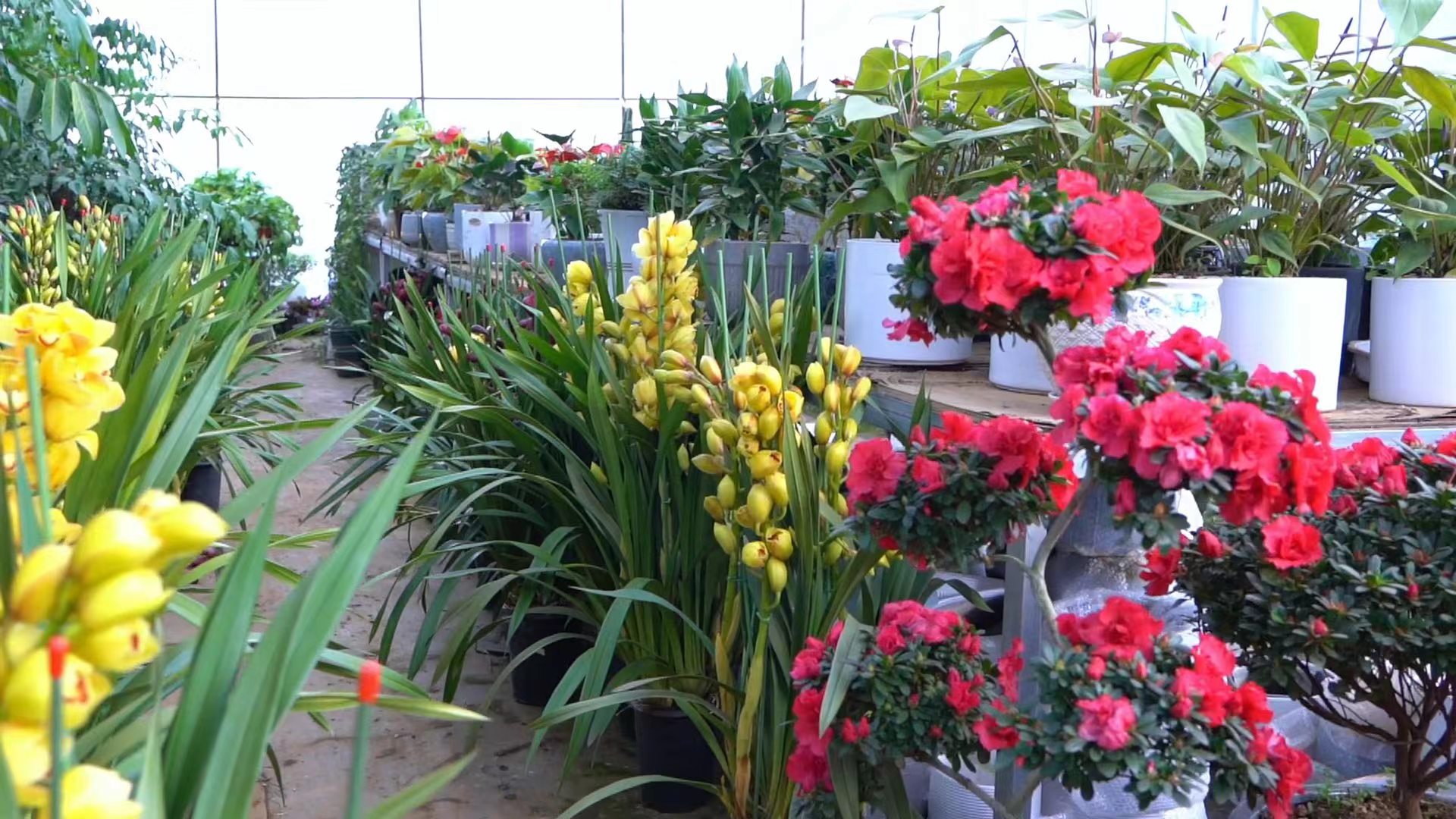 花店里盛开的鲜花.jpg