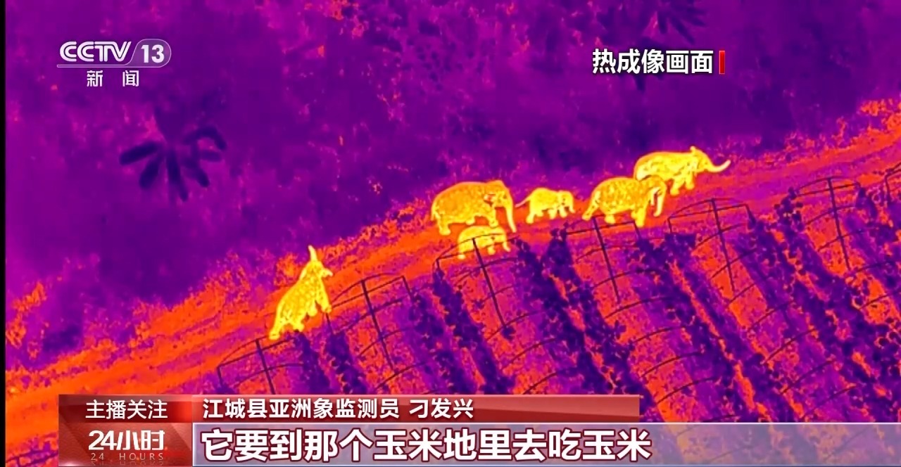 野象家族闹新春!在“大象食堂”吃上了“团圆饭”