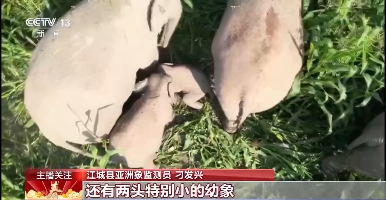 野象家族闹新春!在“大象食堂”吃上了“团圆饭”