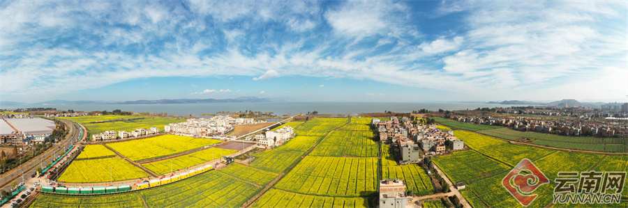 有一种叫云南的生活|昆明晋宁沙堤村:油菜花开春来早