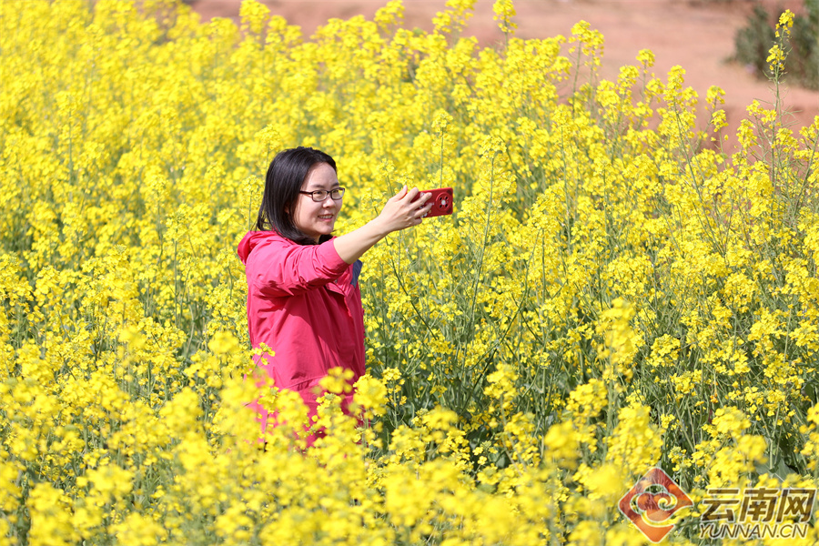 有一种叫云南的生活|昆明晋宁沙堤村:油菜花开春来早