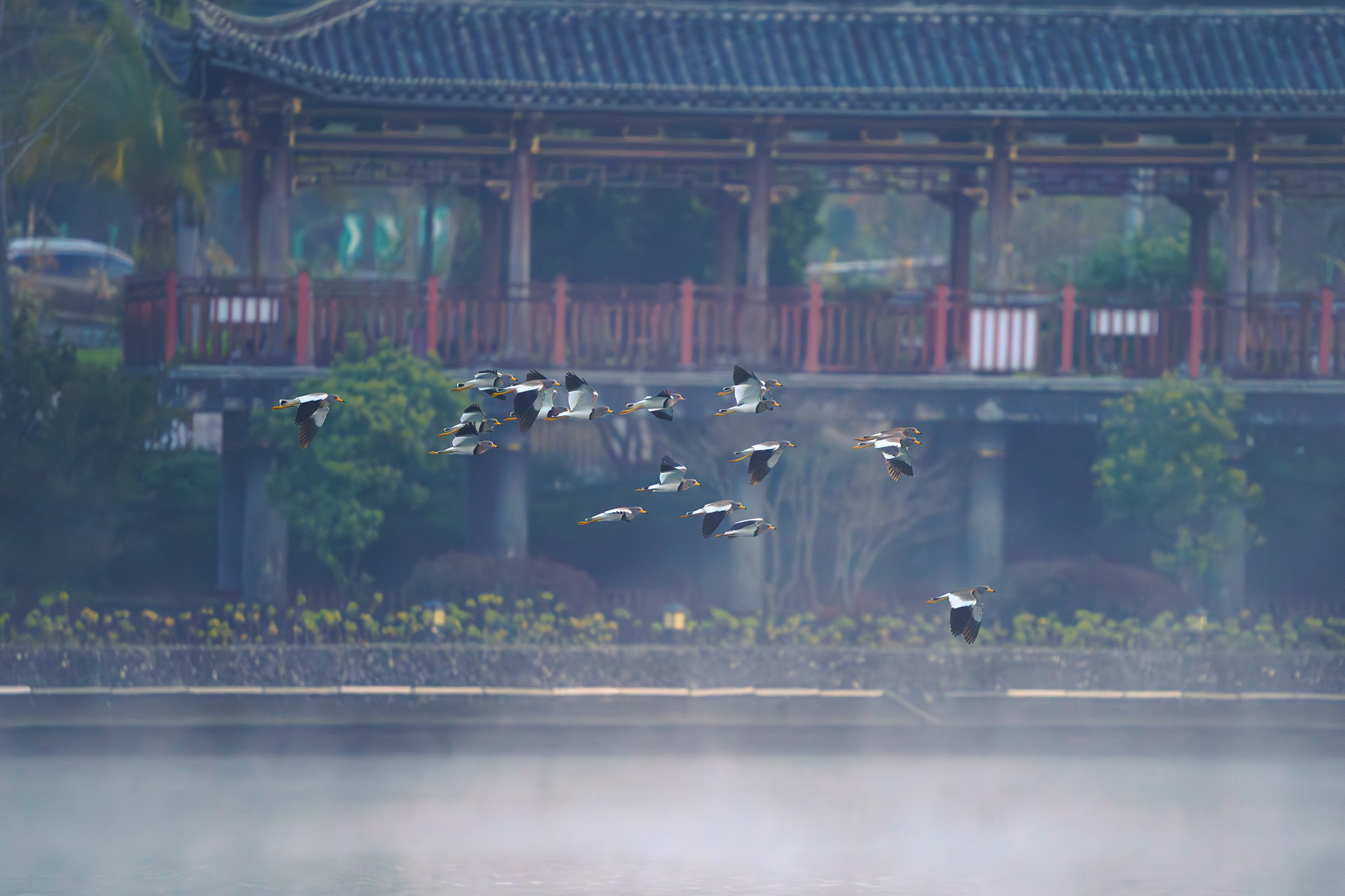 灰头麦鸡(龙陵县融媒体中心-侯云鹏摄影) (8).jpg