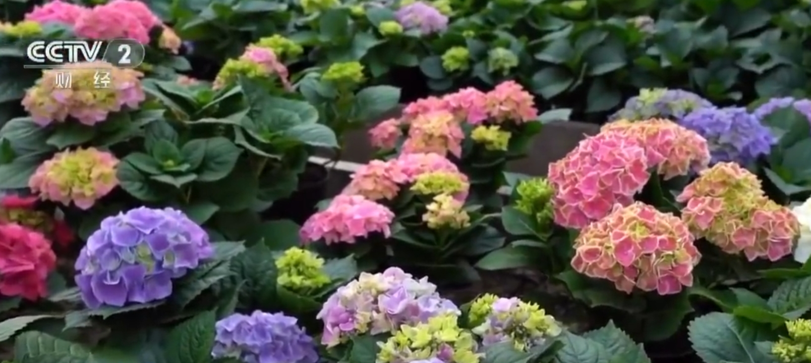 绣球花2.png