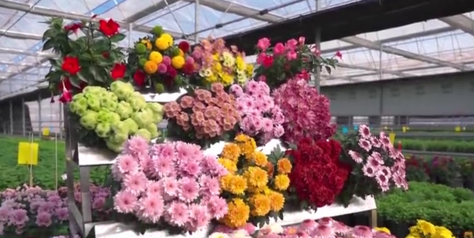 元宵花.png