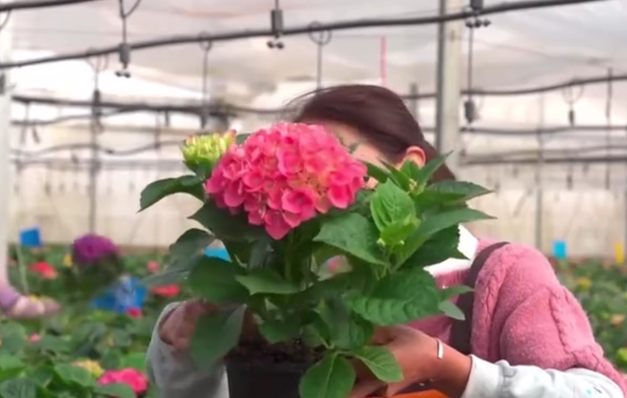 楚雄绣球花1.png