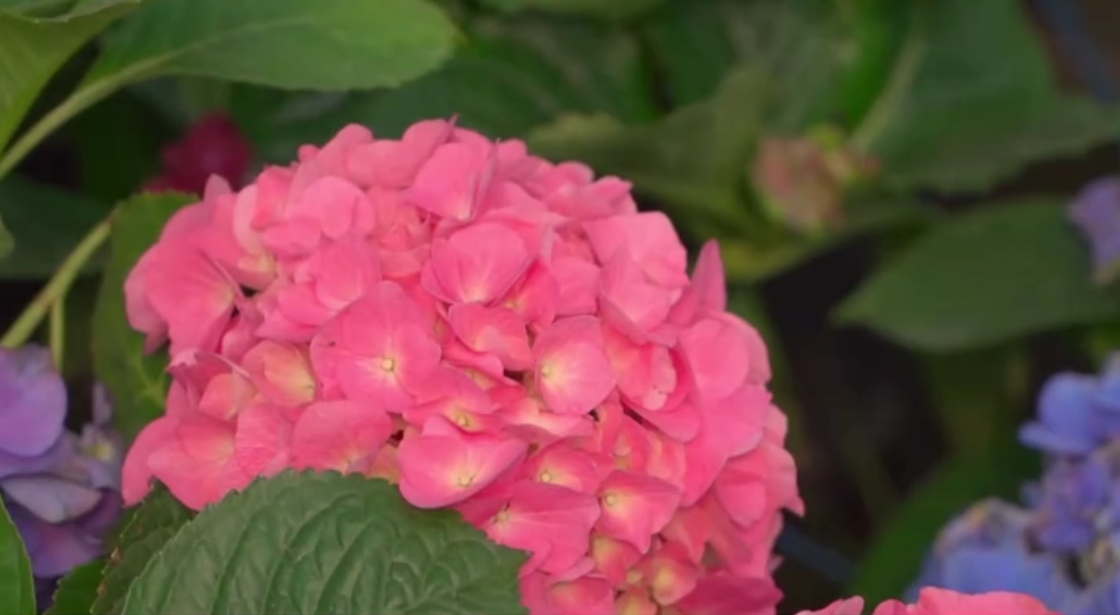 楚雄绣球花.png