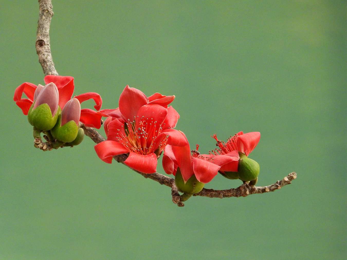 木绵花。(2月14日)艾怀森摄.jpg