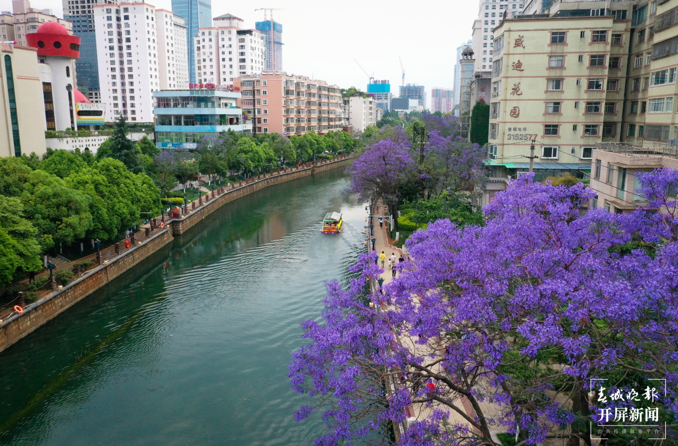 蓝花楹水上赏花专线 盘龙江游船(开屏新闻记者 龙宇丹 李久红 翟剑 摄)