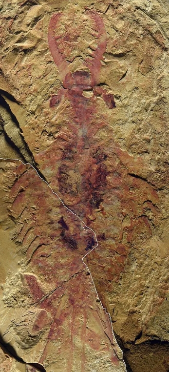 帽天山开拓虾标本。（中国科学院南京地质古生物研究所供图）.png