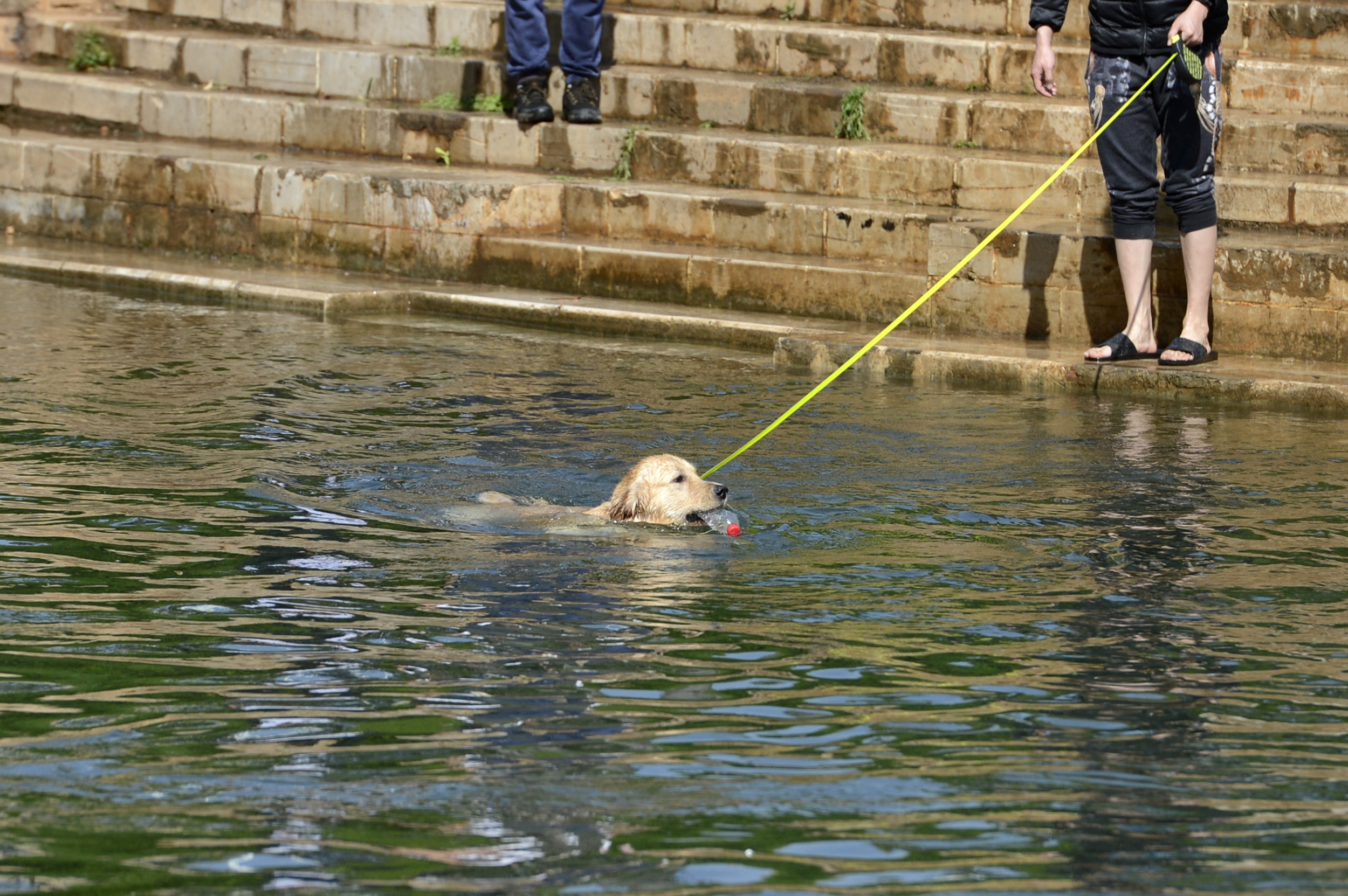 狗狗也下水 本报记者 高伟 摄