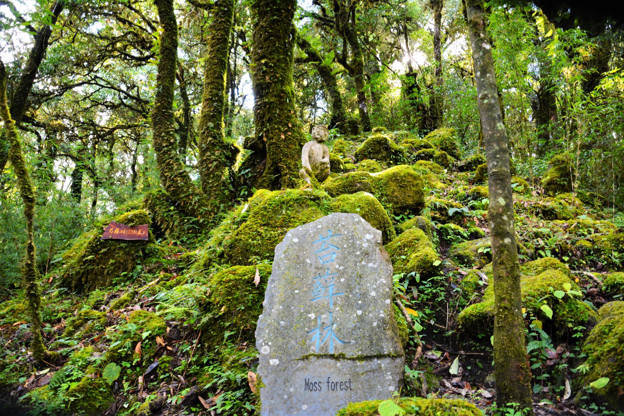 金山原始森林 (2).jpg