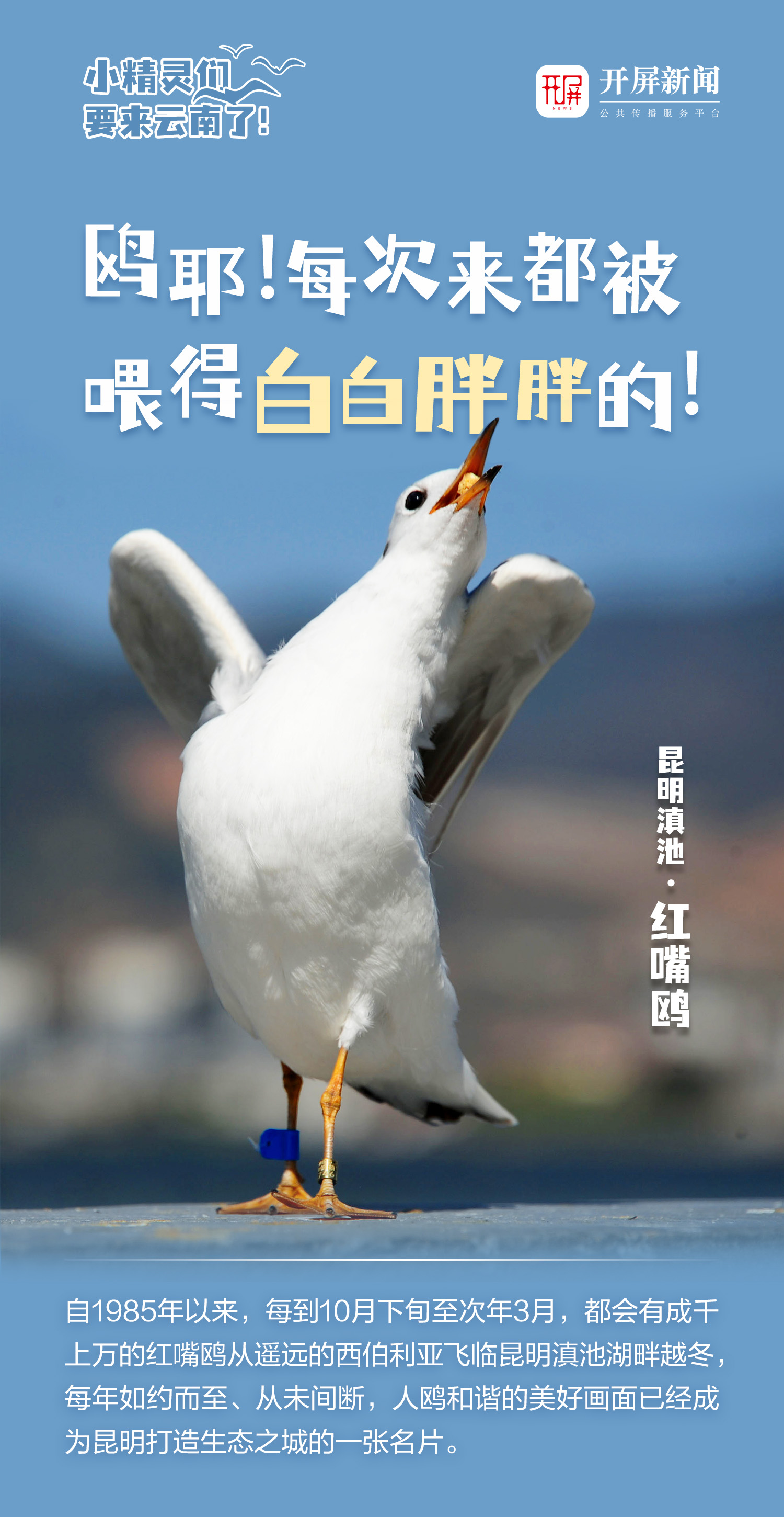 开屏策划｜小精灵们，要来云南了！