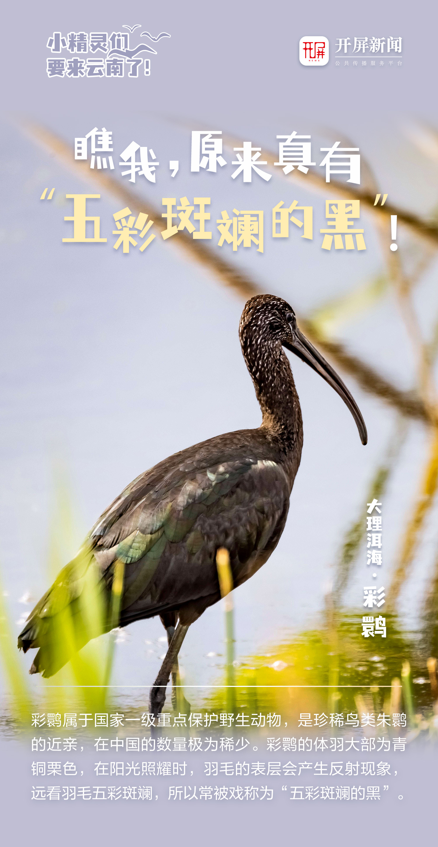 开屏策划｜小精灵们，要来云南了！