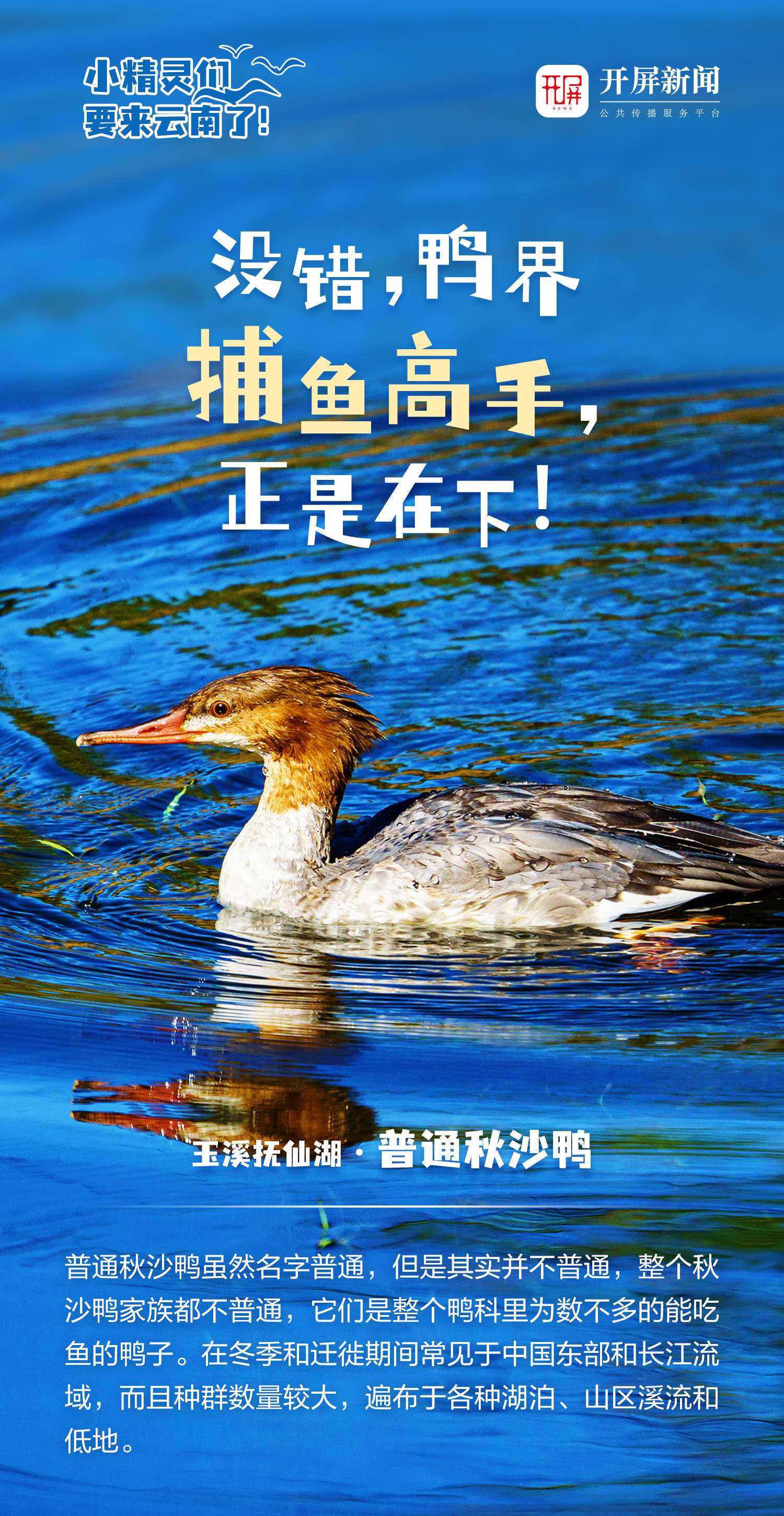 开屏策划｜小精灵们，要来云南了！