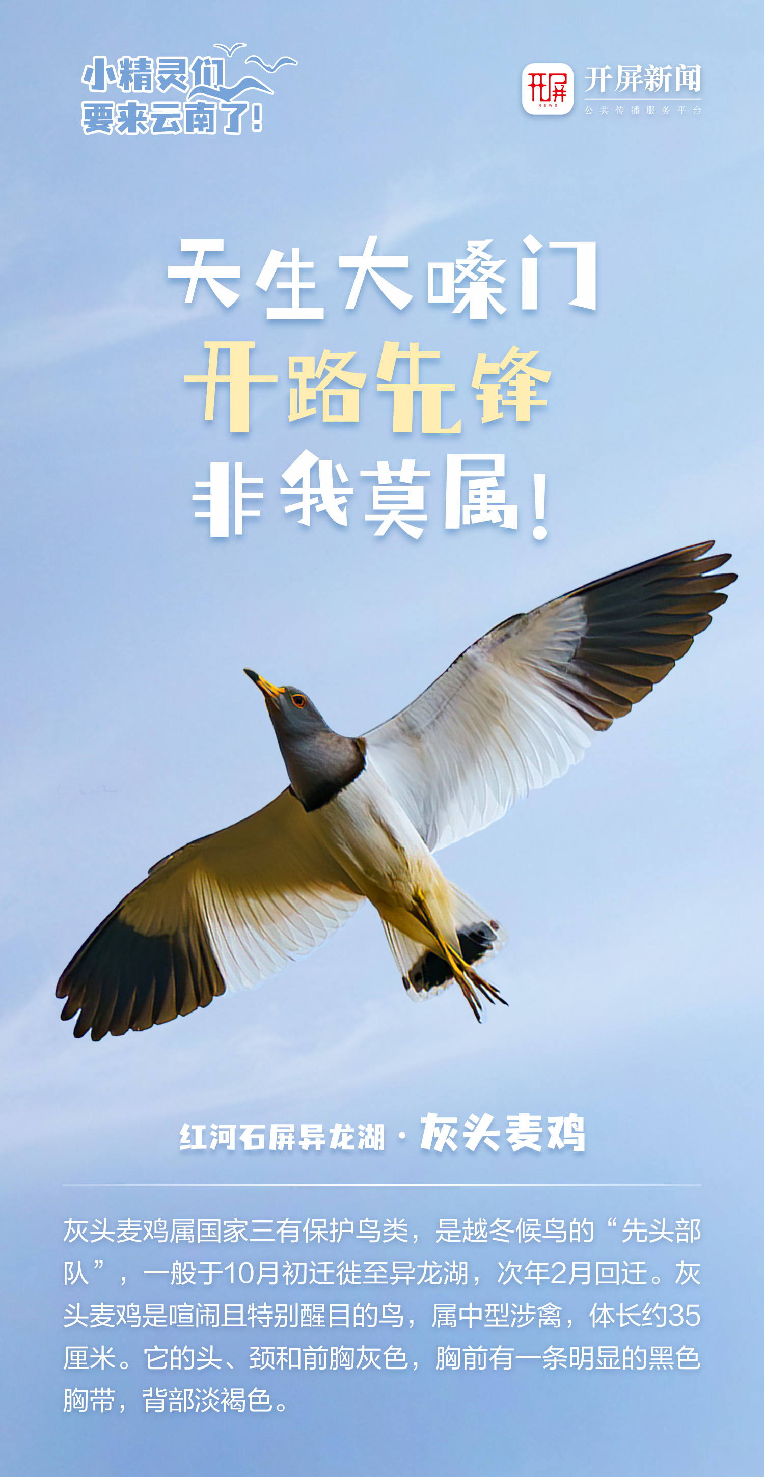 开屏策划｜小精灵们，要来云南了！