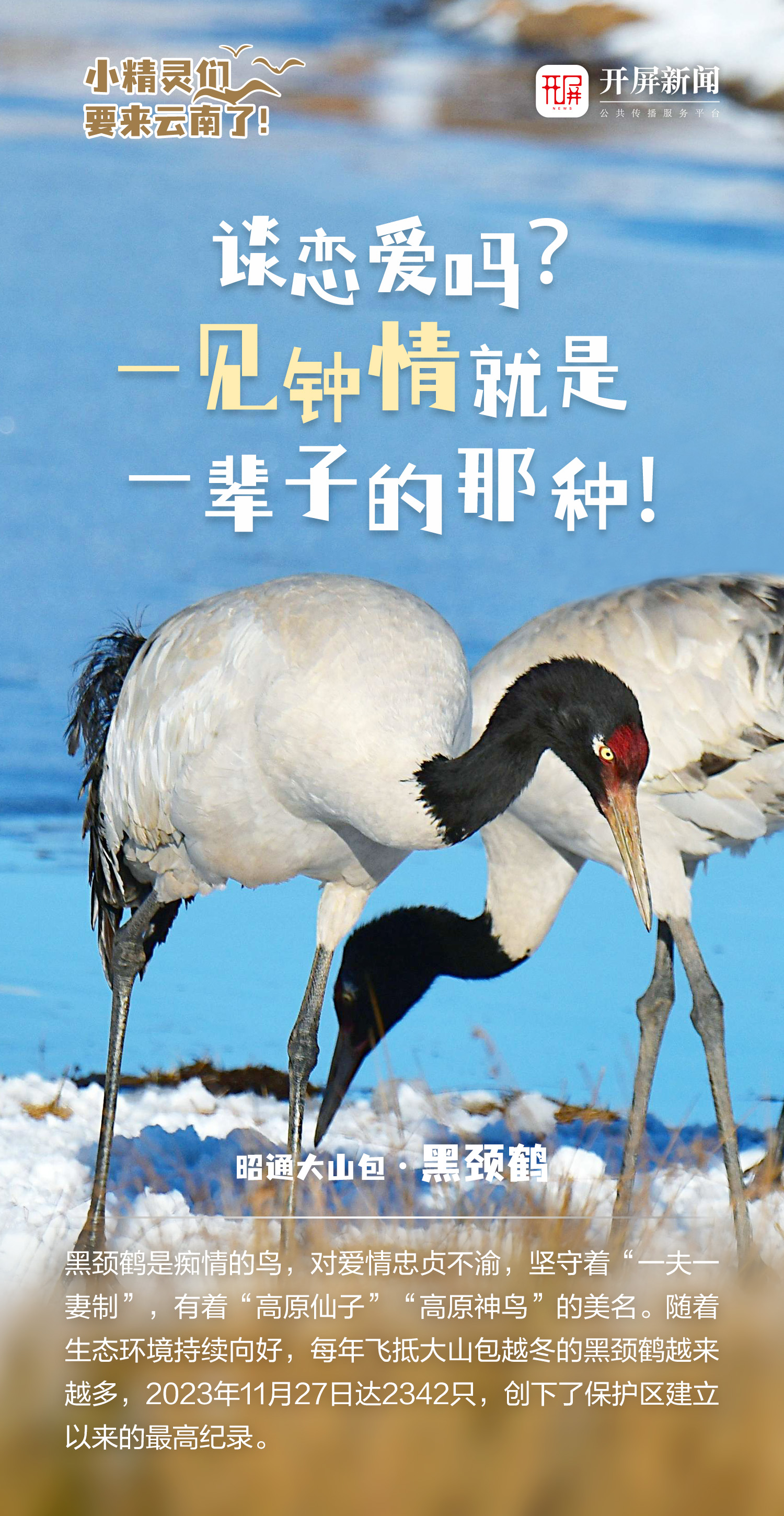 开屏策划｜小精灵们，要来云南了！