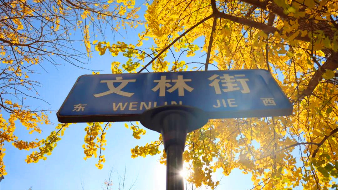 昆明文林街落叶不扫敬请观赏_副本.jpg