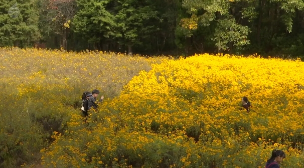 郊野公园芳香万寿菊 图片据昆明电视台K6.png