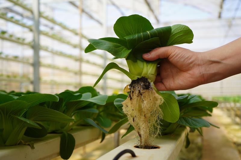 蔬菜长“水”上 ，全省首个浅液流水培蔬菜种植来了