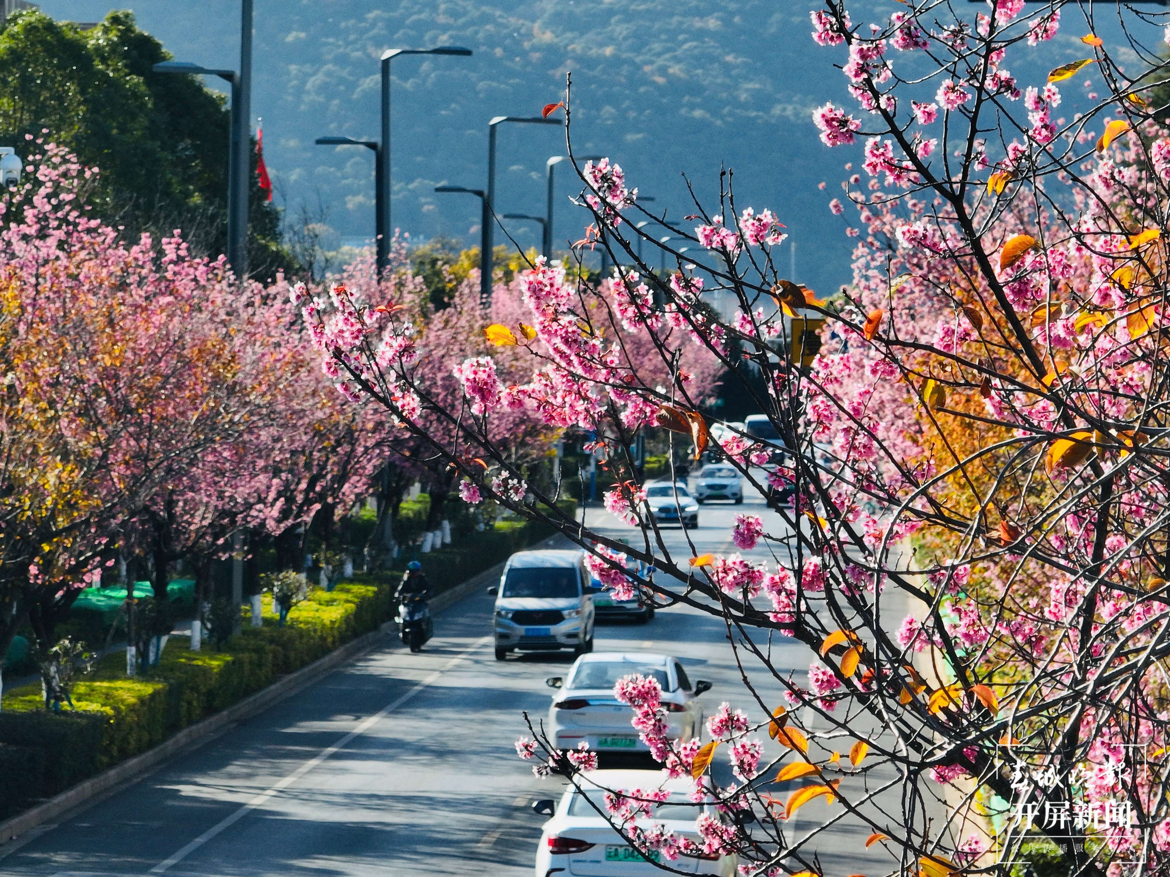 红塔西路冬樱花8.jpg