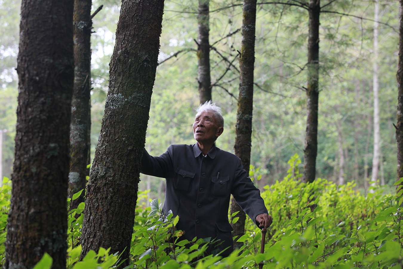 2010年7月，杨善洲深情抚摸着20年前种下的树.JPG