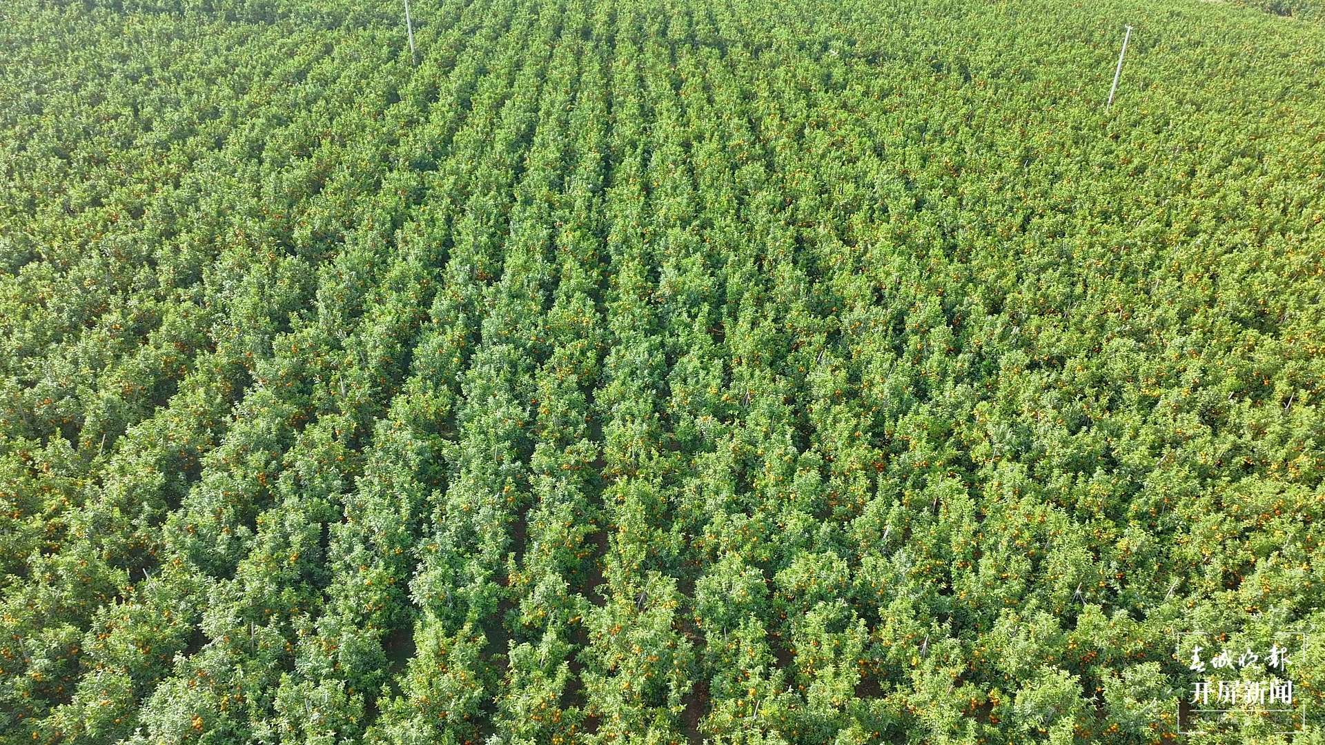 （采访传编辑）美好生活在云南 来大理宾川共赴“花果同树”的甜蜜约定（有视频） (14).jpg