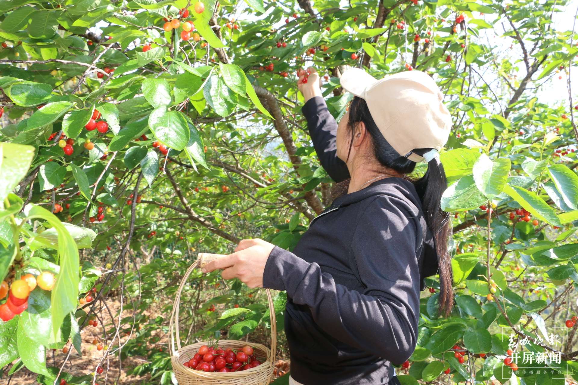 (采访传编辑)美好生活在云南 大理南涧无量山樱桃熟啦!踏青游玩又多好去处 (8).JPG